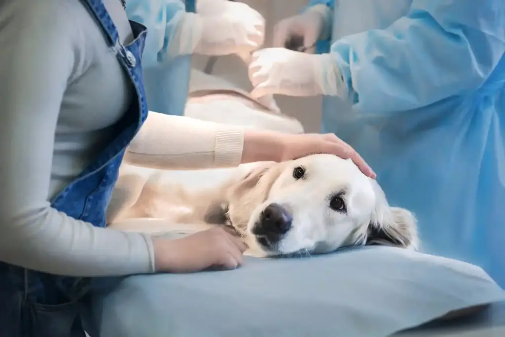 Why is Good Lighting Important for Veterinary Surgeries?
