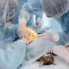 How to Pick the Right Surgical Lighting System for Veterinary Surgeries