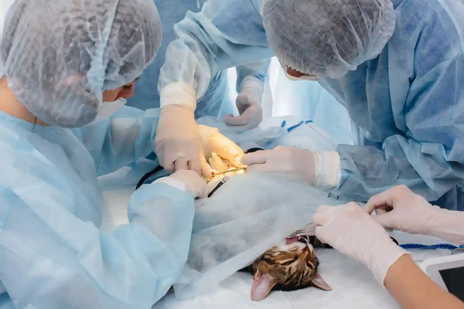 How to Pick the Right Surgical Lighting System for Veterinary Surgeries